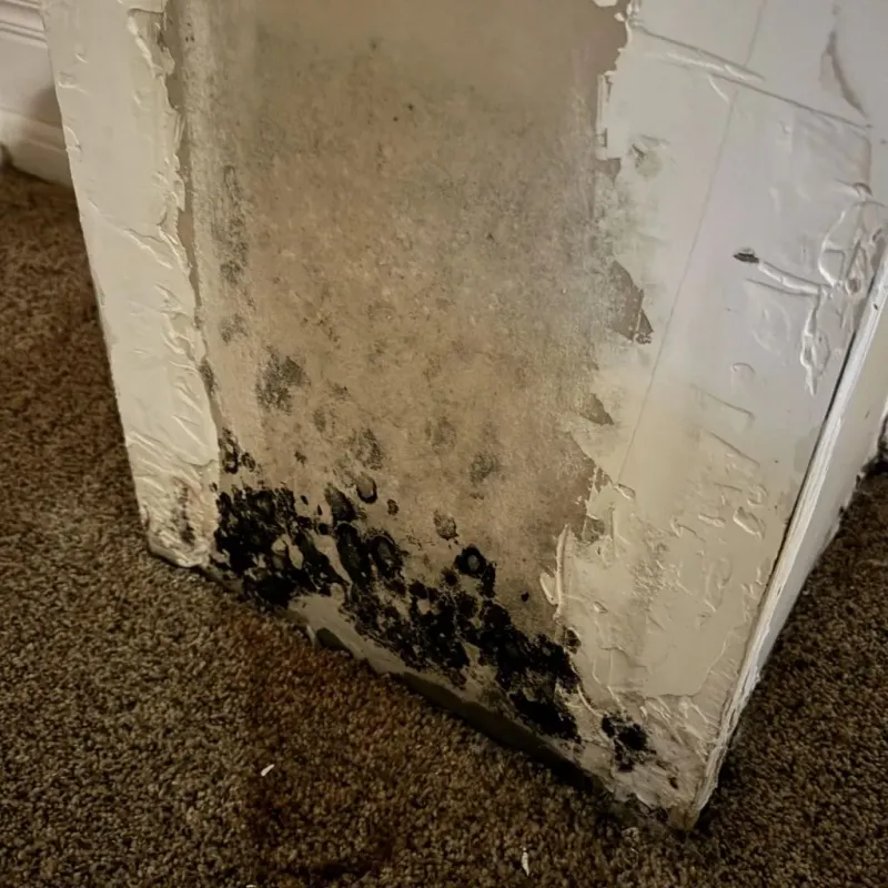 Professional Mold Removal in Warren County, KY